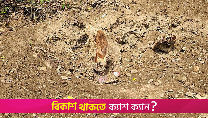 স্কুলের গাছ কেটে নেয়ার অভিযোগ যুবদল নেতার বিরুদ্ধে | স্কুল নিউজ 