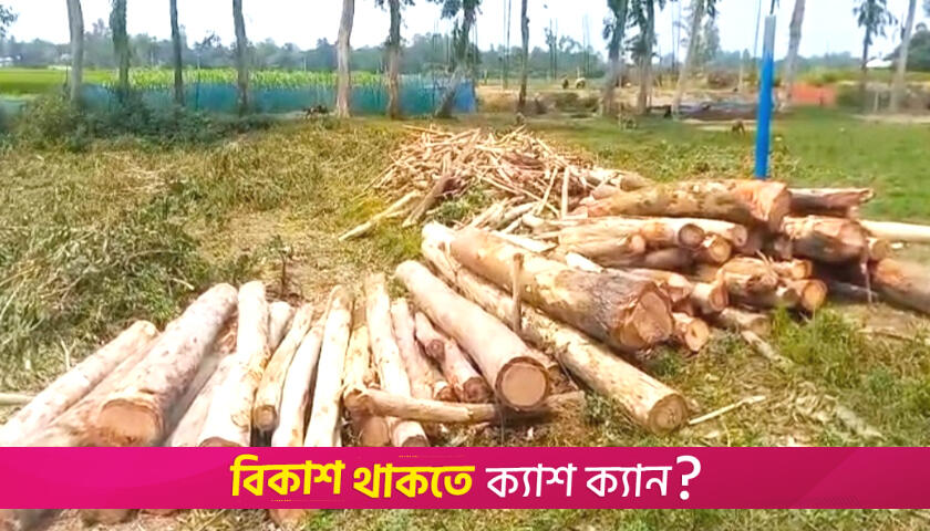 অনুমতি ছাড়া স্কুল আঙিনার ১৮টি গাছ কাটলেন প্রধান শিক্ষক | স্কুল নিউজ 