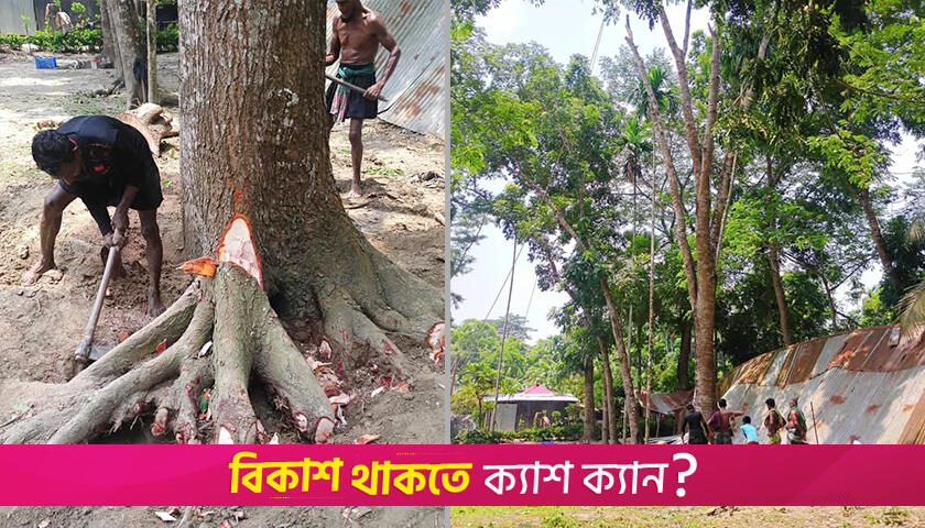 অনুমতি না নিয়ে মাদরাসার গাছ বেচে দিলেন সুপার | মাদরাসা নিউজ 