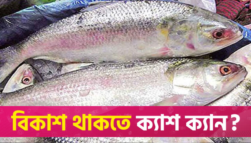ইলিশে পাওয়া গেল ক্ষতিকর মাইক্রোপ্লাস্টিক | বিবিধ নিউজ 