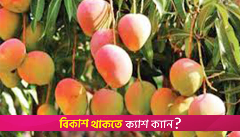 Natore mango season peaks with high yields; prices remain a pleasant surprise | Miscellaneous News 