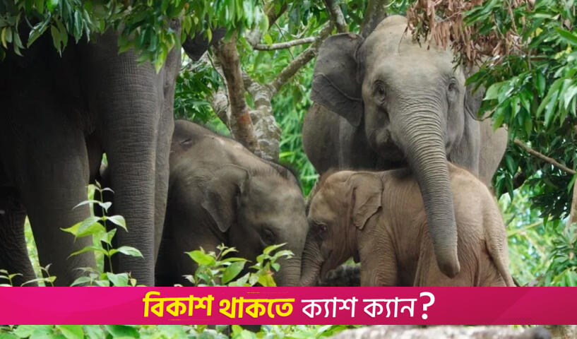 Human-elephant coexistence in Bangladesh | Opinion News 