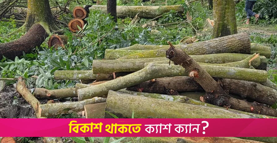 400 trees felled in Patuakhali ‘over land dispute’ | weather News 